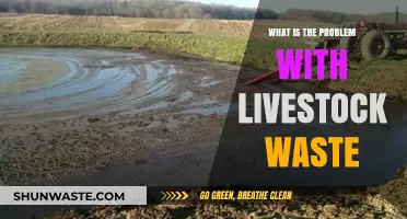 Livestock Waste Crisis: Environmental Impacts and Urgent Solutions Needed