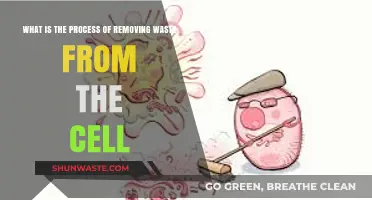 Cellular Waste Removal: Understanding the Intricate Process of Detoxification