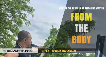 Understanding the Body's Waste Removal Process: A Comprehensive Guide