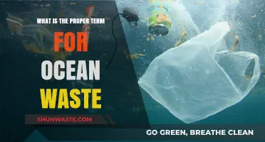 Understanding Marine Debris: The Correct Term for Ocean Waste Explained
