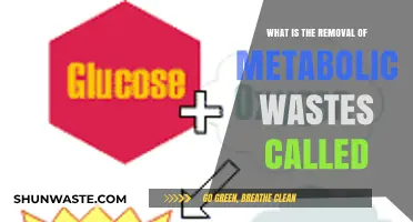 Understanding Excretion: The Vital Process of Removing Metabolic Wastes