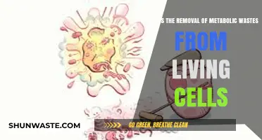 Efficient Detoxification: How Cells Eliminate Metabolic Wastes for Survival