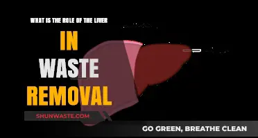The Liver's Vital Role in Detoxifying and Eliminating Waste