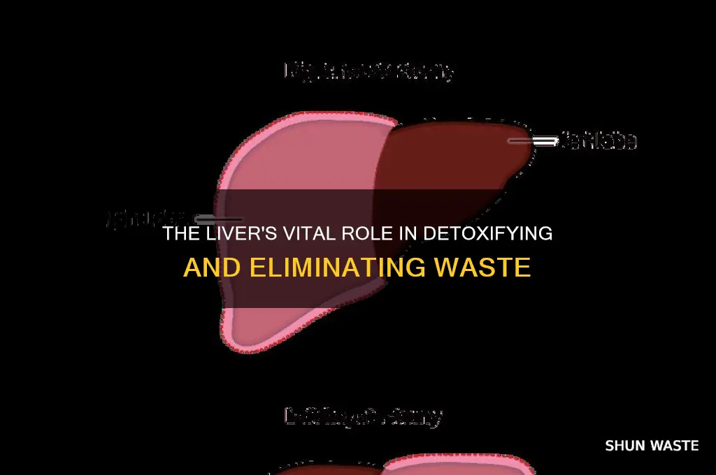 what is the role of the liver in waste removal