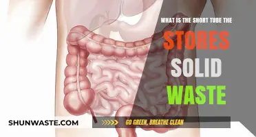Understanding the Rectum: Short Tube for Solid Waste Storage Explained