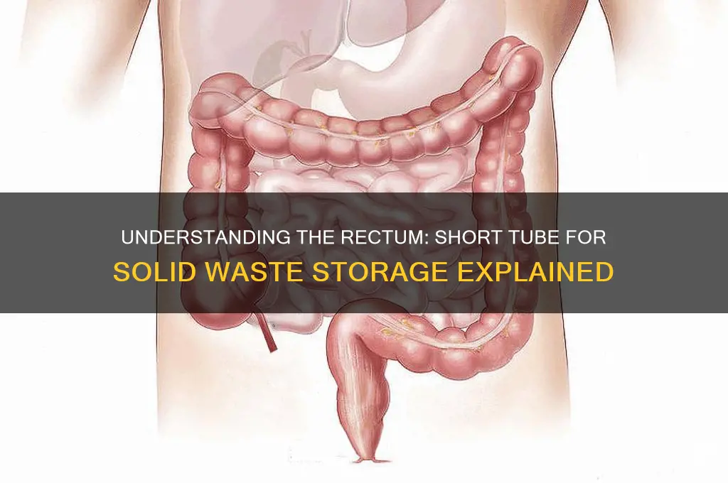 what is the short tube the stores solid waste