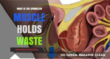 Understanding the Sphincter Muscle's Role in Holding Waste