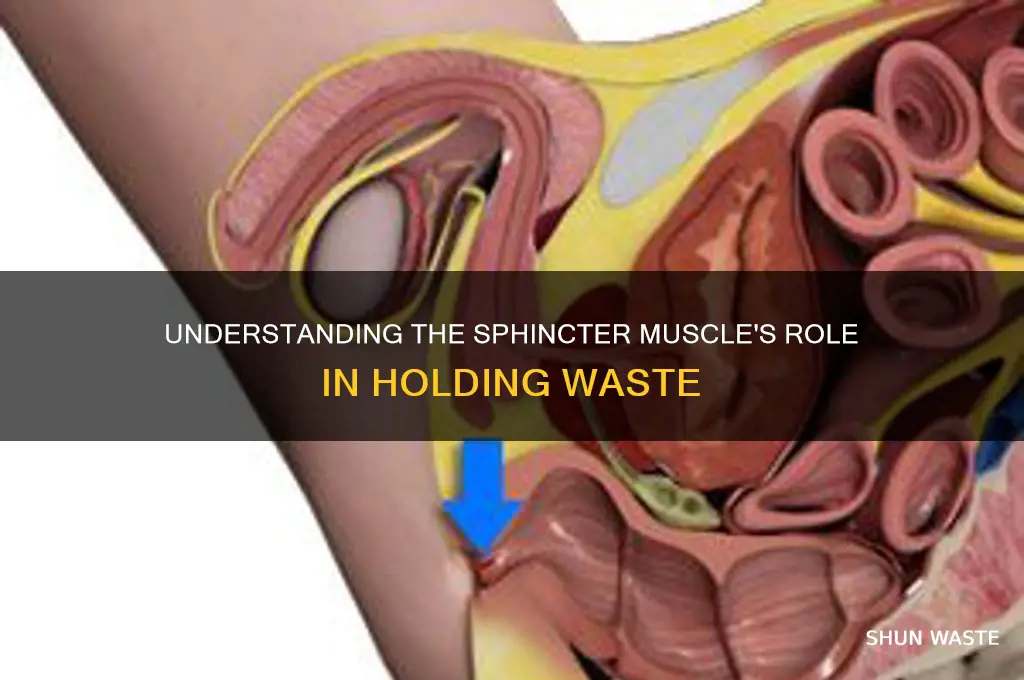 what is the sphincter muscle holds waste