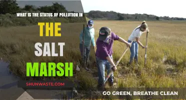 Salt Marsh Pollution: Current Status and Future Outlook