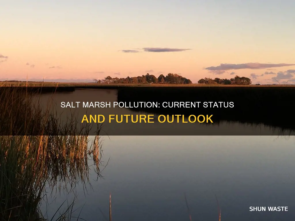 what is the status of pollution in the salt marsh