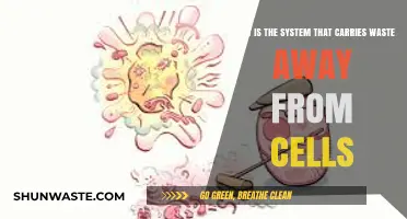 How the Lymphatic System Removes Cellular Waste: A Comprehensive Guide