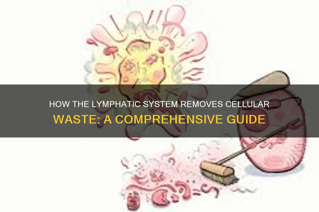 what is the system that carries waste away from cells
