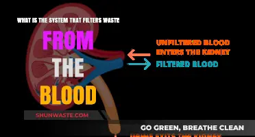 How the Kidneys Filter Waste from Blood: A Vital System Explained