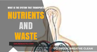 The Circulatory System: Nutrient Delivery and Waste Removal Explained