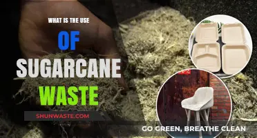 Transforming Sugarcane Waste: Innovative Uses for a Sustainable Future