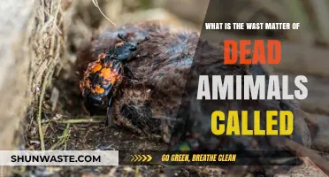 Understanding Carrion: The Term for Dead Animal Remains Explained