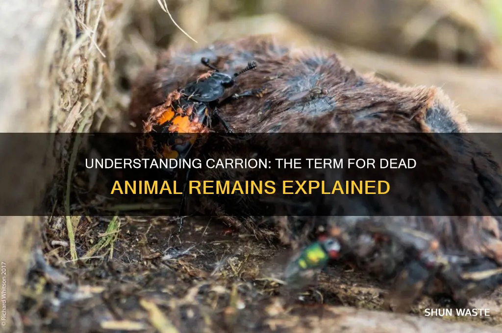 what is the wast matter of dead amimals called