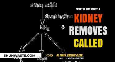 Understanding Urea: The Primary Waste Removed by Kidneys Explained