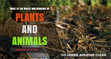 Understanding Organic Matter: Plant and Animal Waste Remains Explained