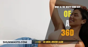 Understanding the Waste Band Size for a 36D Bra