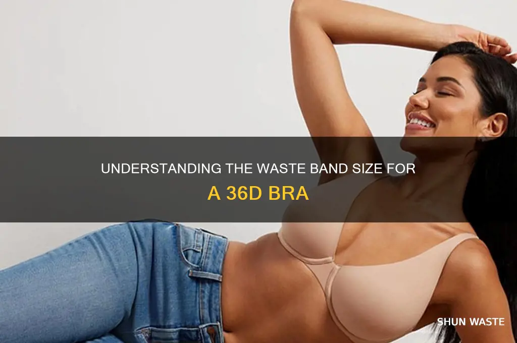 what is the waste band size of a 36d