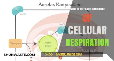 Understanding the Waste Byproduct of Cellular Respiration: Carbon Dioxide Explained
