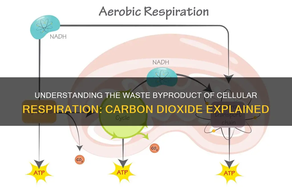 what is the waste byproduct of cellular respiration