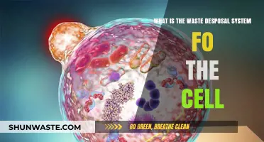 Cellular Waste Disposal: Understanding the Autophagy and Lysosome System