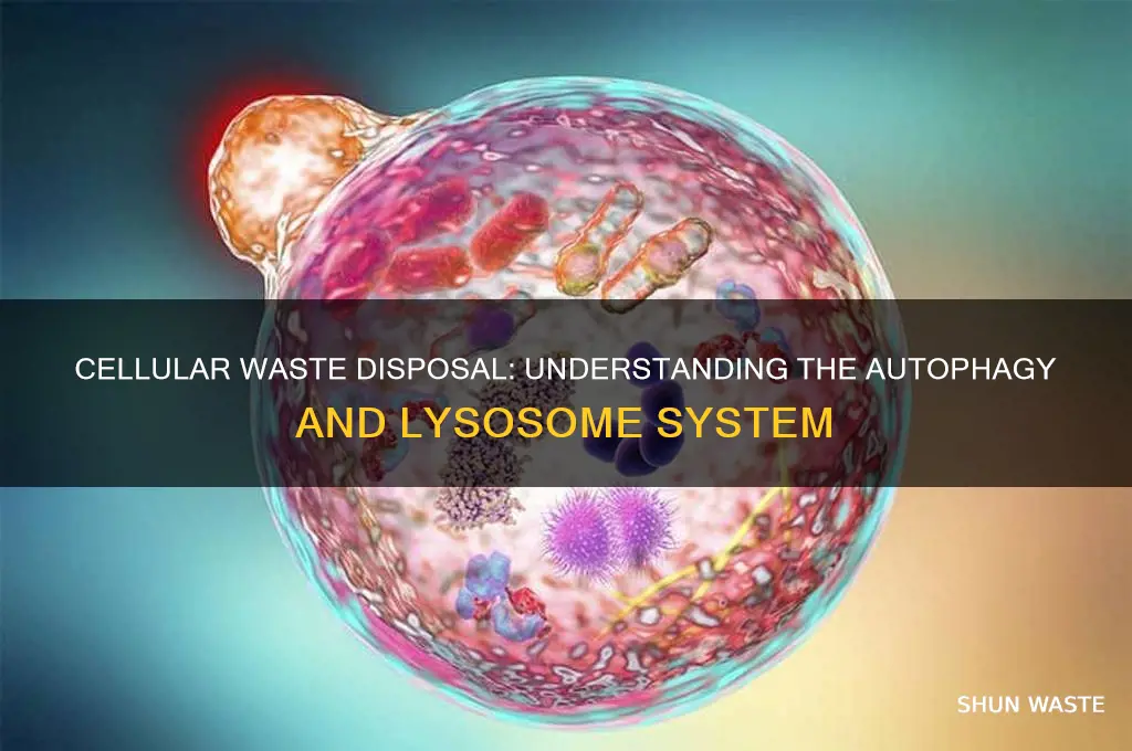 what is the waste desposal system fo the cell