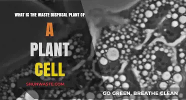 Exploring the Intracellular Waste Management System: A Plant Cell's Journey