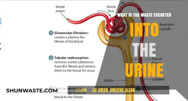 Understanding Urinary Waste: What Your Body Excretes in Urine