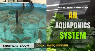 Fish Waste in Aquaponics: Benefits, Management, and System Efficiency