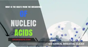 Understanding Nucleic Acid Breakdown Waste: Purines, Pyrimidines, and Beyond