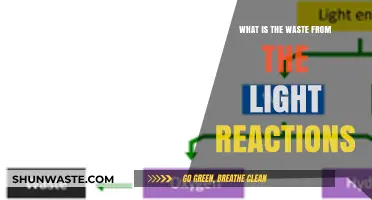 Light Reactions Waste: Understanding Byproducts of Photosynthesis Process