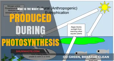 Understanding Oxygen: The Waste Gas Produced During Photosynthesis Explained