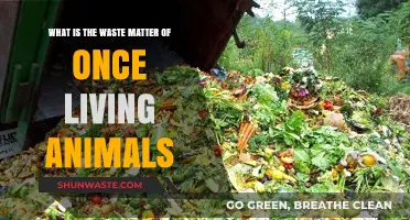 Understanding Animal Waste: Decomposition of Once-Living Organisms Explained