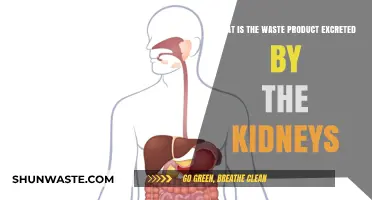 Understanding Kidney Function: The Waste Product Excreted by Kidneys