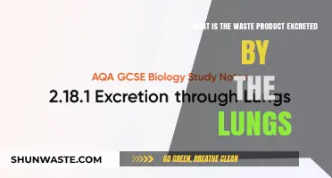 Lung Excretion: Understanding Carbon Dioxide as the Primary Waste Product