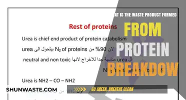 Understanding Urea: The Primary Waste Product of Protein Metabolism