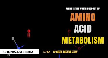 Understanding the Waste Products of Amino Acid Metabolism: A Comprehensive Guide