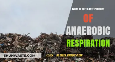 Understanding Anaerobic Respiration: The Waste Product Explained Simply
