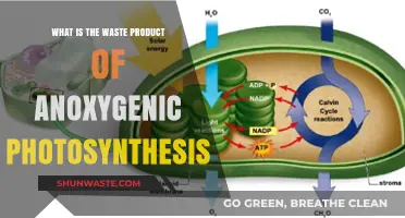 Unveiling the Waste Product of Anoxygenic Photosynthesis: A Detailed Exploration