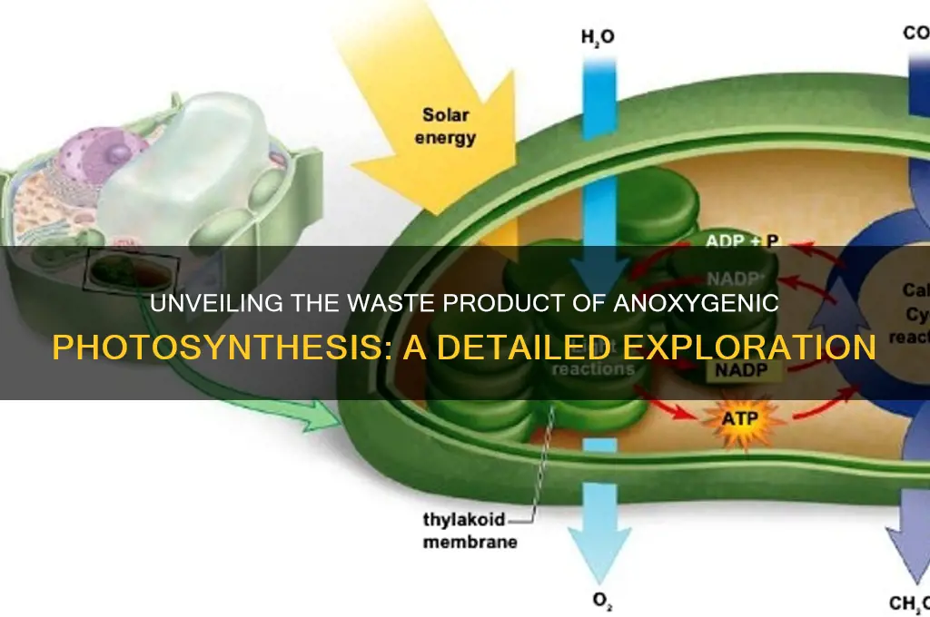 what is the waste product of anoxygenic photosynthesis