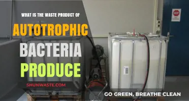 Autotrophic Bacteria Waste: Understanding Their Byproducts and Environmental Impact
