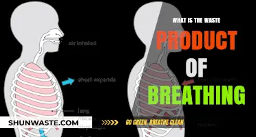 Breathing's Hidden Byproduct: Understanding Carbon Dioxide as a Waste Product