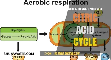 Understanding the Citric Acid Cycle's Primary Waste Product: CO2