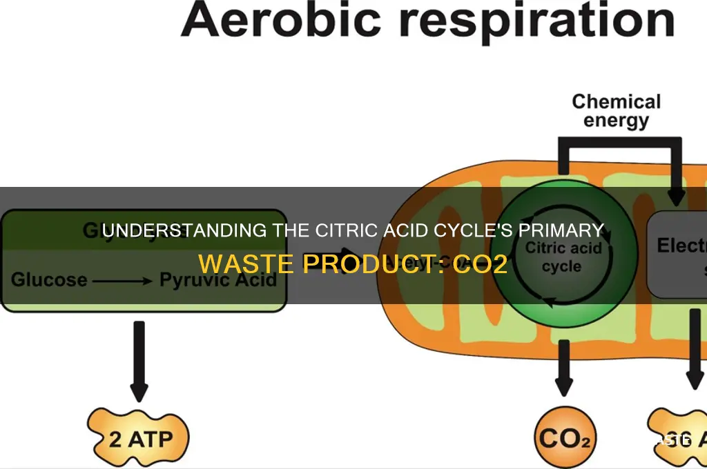 what is the waste product of citric acid cycle