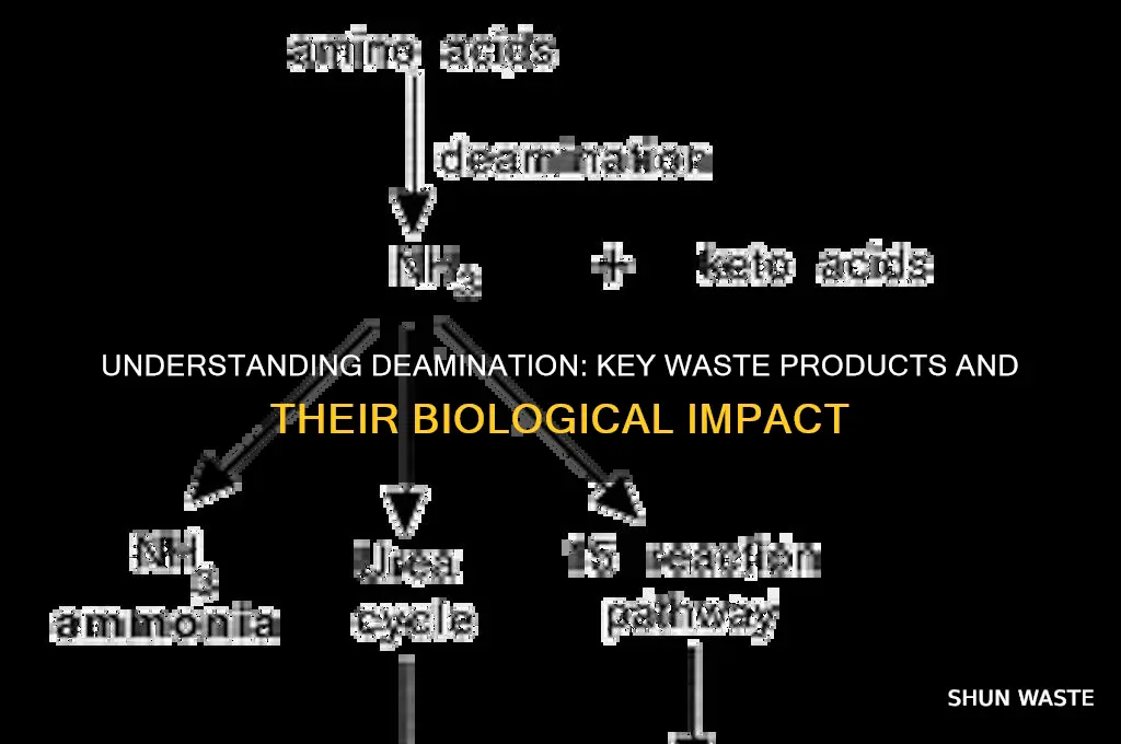 what is the waste product of deamination