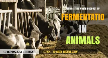 Animal Fermentation Waste: Understanding the Byproducts of Metabolic Processes