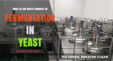 Yeast Fermentation Waste: Understanding the Byproduct of Alcoholic Fermentation